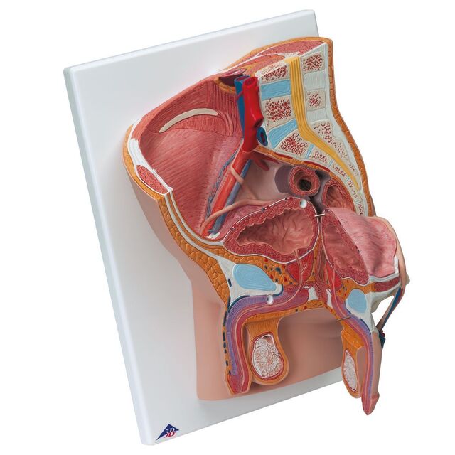 3B anatomisk modell av underliv, mann 