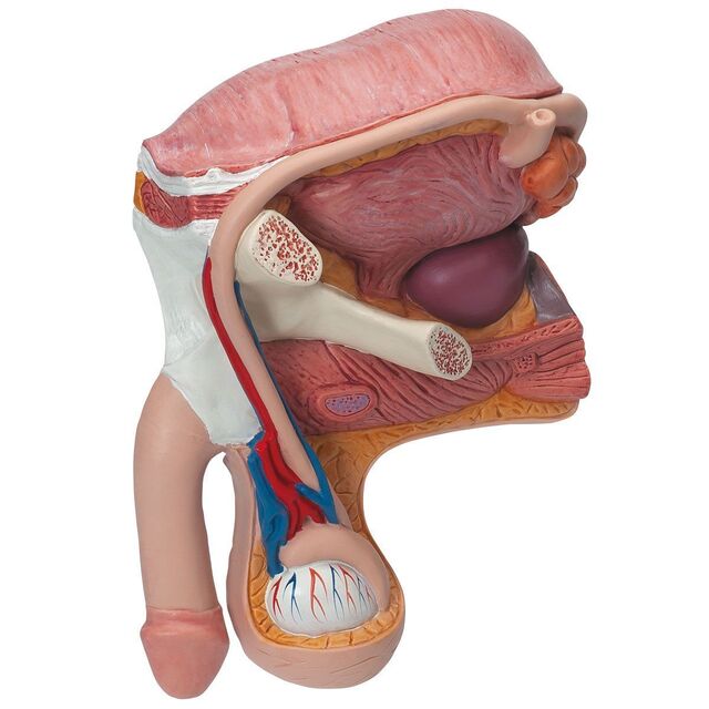 3B anatomisk modell av underliv, mann 