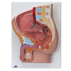 3B anatomisk modell av underliv, mann