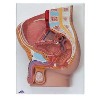 3B anatomisk modell av underliv, mann