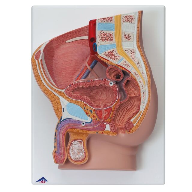 3B anatomisk modell av underliv, mann 