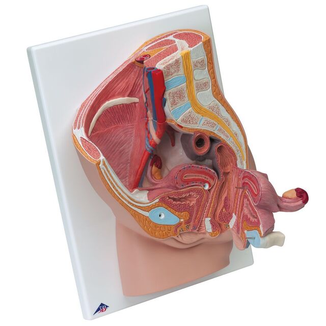 3B anatomisk modell av underliv, kvinne 
