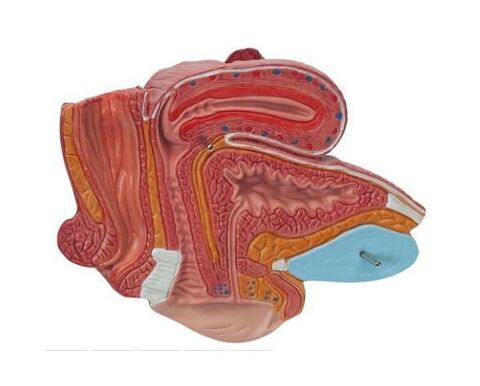 3B anatomisk modell av underliv, kvinne 