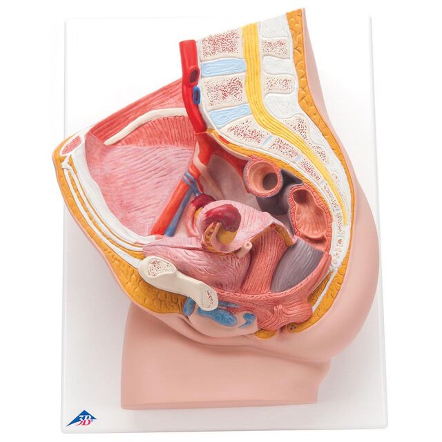 3B anatomisk modell av underliv, kvinne 
