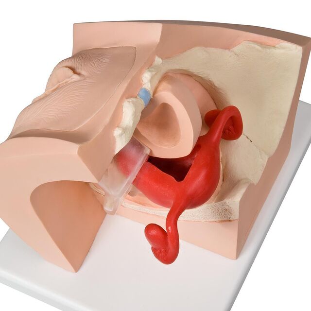 3B modell for prevensjon- og gynekologisk undervisning, kvinne 