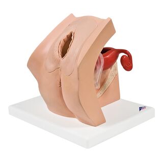 3B modell for prevensjon- og gynekologisk undervisning, kvinne