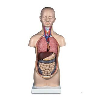 3B Overkropp med indre organer, 12 deler 