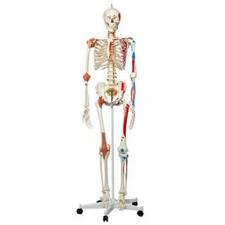 3B Human skjelettmodell med muskelfester og leddbånd (på hjul) 