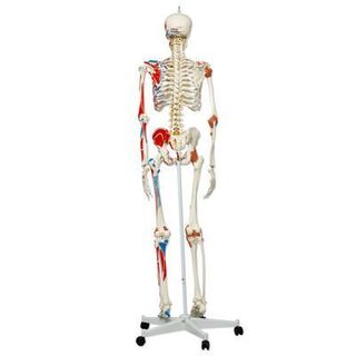 3B Human skjelettmodell med muskelfester og leddbånd (på hjul) 