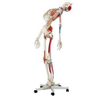 3B Human skjelettmodell med muskelfester og leddbånd (på hjul) 
