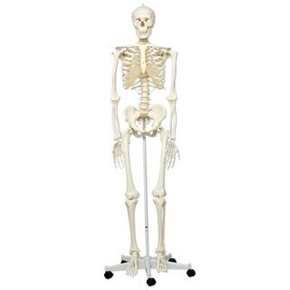 3B Human skjelettmodell full størrelse (på hjul) 