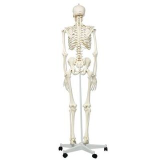 3B Human skjelettmodell full størrelse (på hjul) 