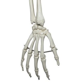 3B Human skjelettmodell full størrelse (på hjul) 