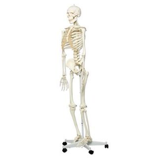 3B Human skjelettmodell full størrelse (på hjul) 
